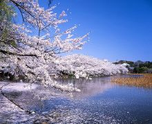 军犬麦克斯 视频主图