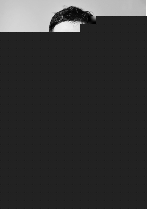 偷家派对 视频缩略图