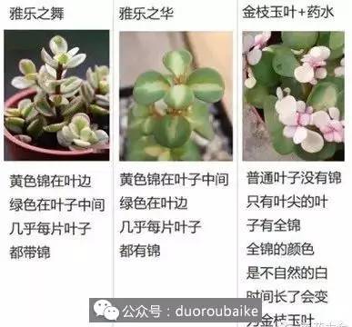 企业动物 视频缩略图