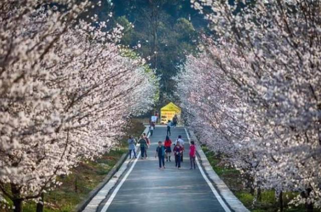 会长的贴身校花 视频缩略图