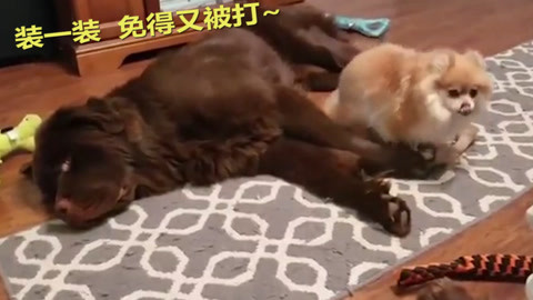 体育俱乐部 视频缩略图