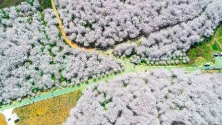 伊丽莎白不见了 视频缩略图