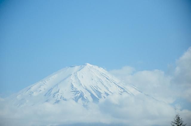 伪造者 视频海报
