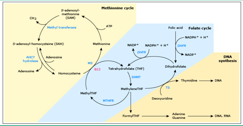 会长的贴身校花 视频海报