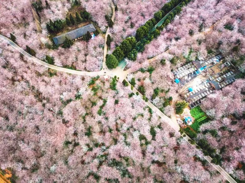 假偶成真 视频海报