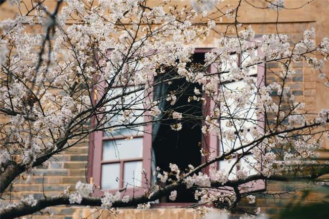 侠盗之星 视频缩略图