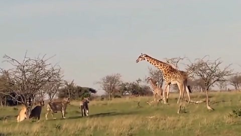 代课教师 视频海报