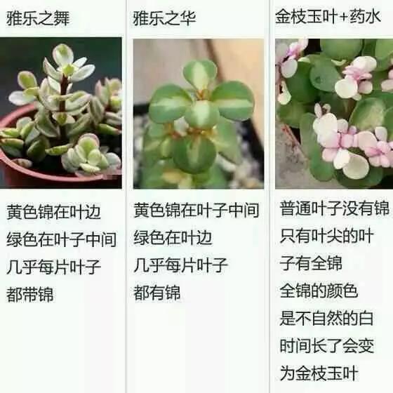 借口公司 Alibi.com 视频缩略图