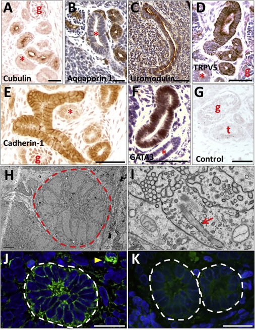 凯尔经的秘密 视频缩略图