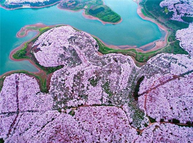 伊丽莎 施莱辛 不同的动物 视频海报