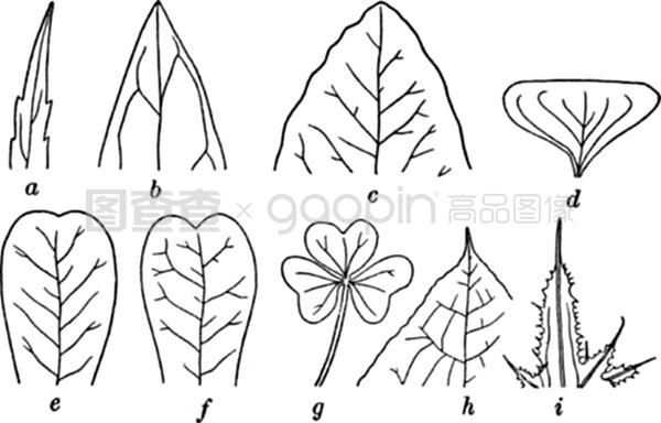 冽之花 视频海报