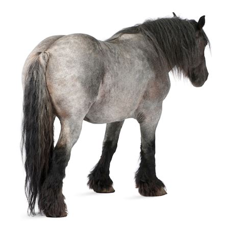 体育俱乐部 视频海报