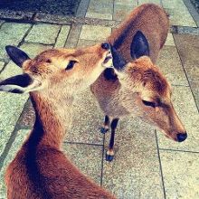 冰雪女王5：融冰之战 视频海报