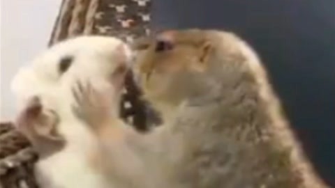 僵尸参将 视频缩略图