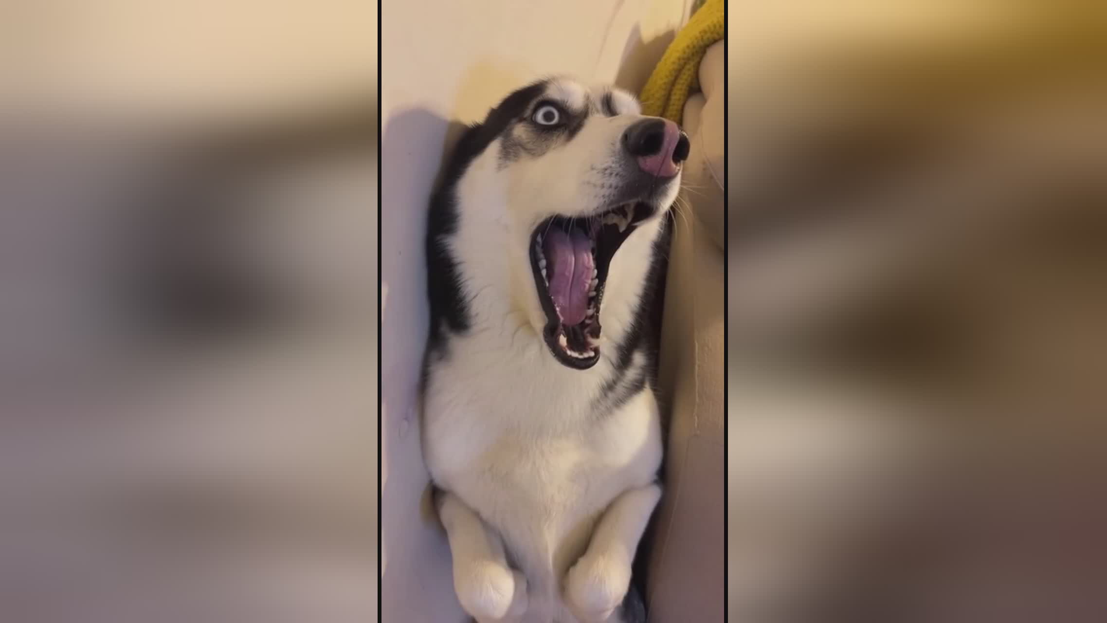 冬荫功2：拳霸天下（原声版） 视频海报